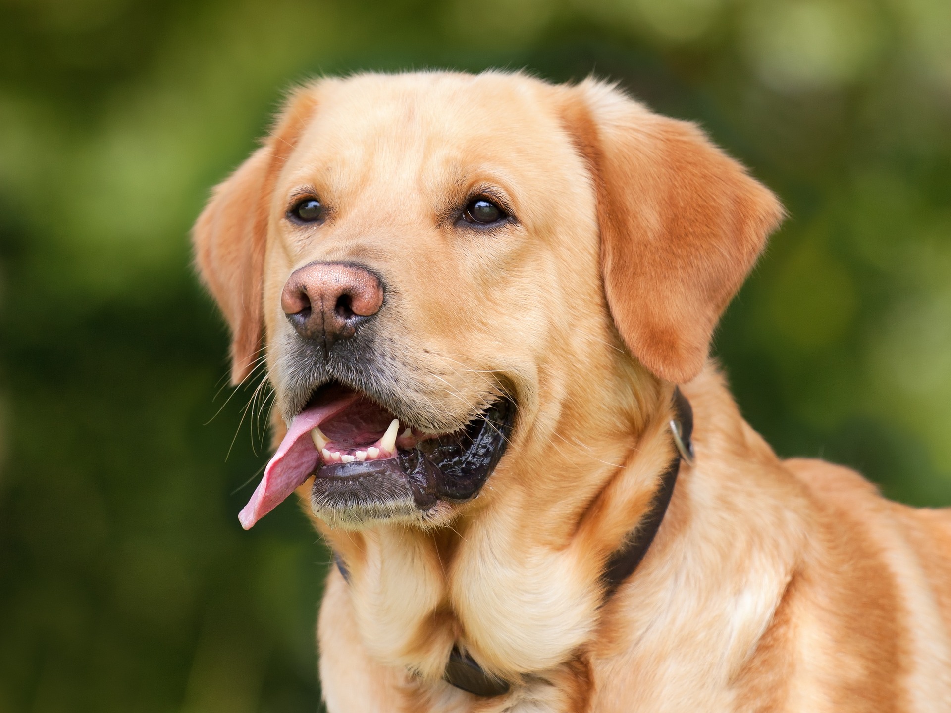 a close up of a dog with its tongue sticking out of its mouth.